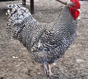 Pluimveemuseum - Kippen - 09b.jpg