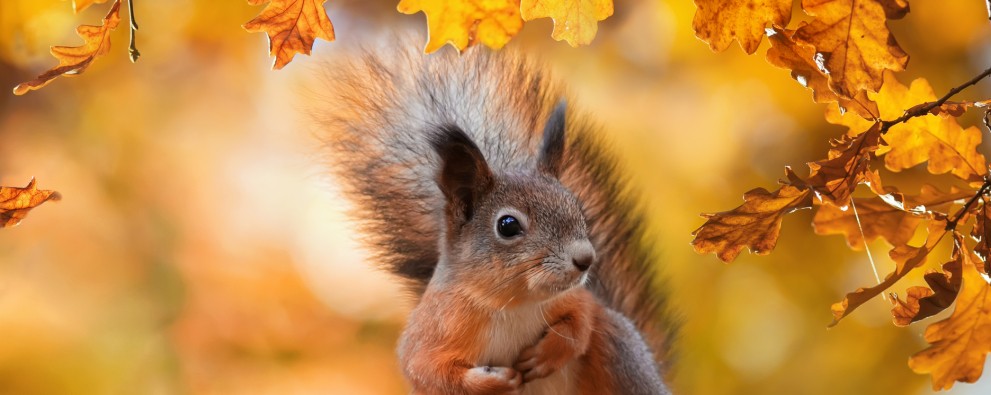 Eekhoorn_dreamstime_m_167817505.jpg Eekhoorn_dreamstime_m_167817505.jpg