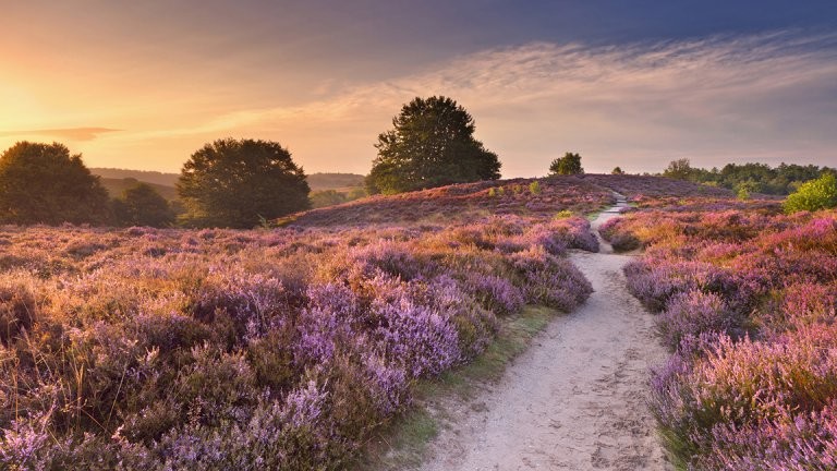 veluwe.jpg