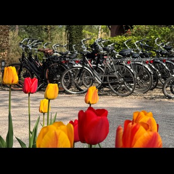 Tulpen en fietsen op achtergrond HH