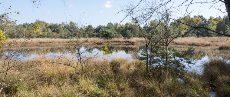 omgeving veluwe.jpg