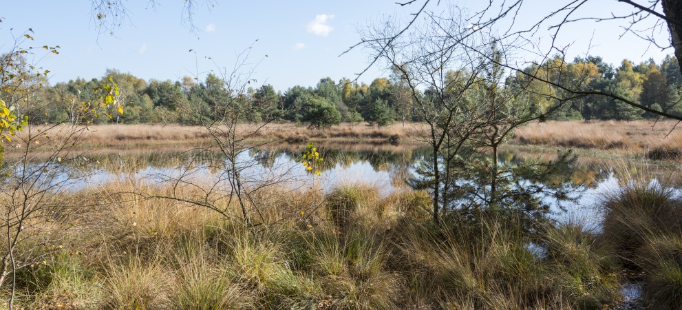 omgeving veluwe.jpg