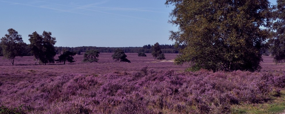 Foto Header omgeving.jpg