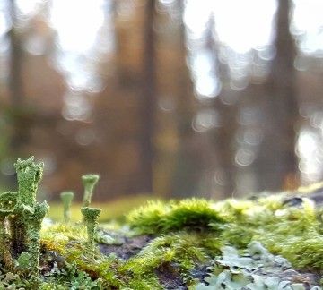 Nationaalpark De Hoge Veluwe _10 - Oktober - Martin Koops - Bekertjesmos Fazantenpark.jpg